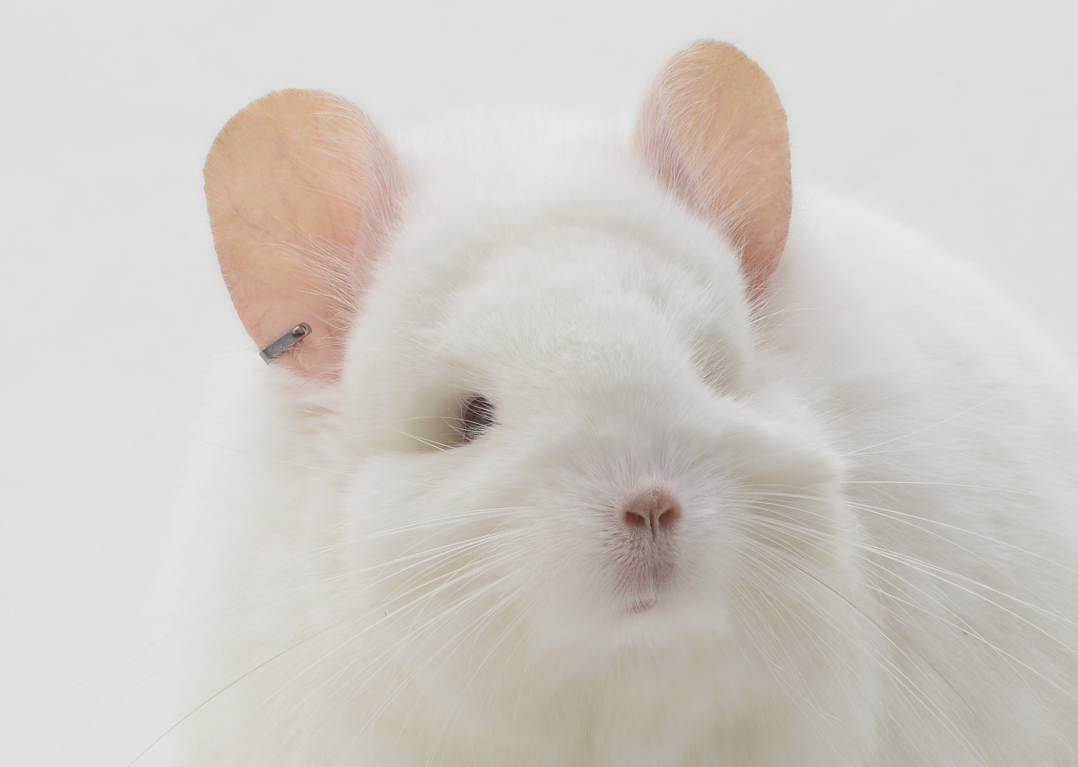 Feature Image for Chinchilla Ear Tags